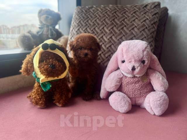 Собаки в Москве: Щенок девочка Тедди Пудель Китай Девочка, 230 000 руб. - фото 4