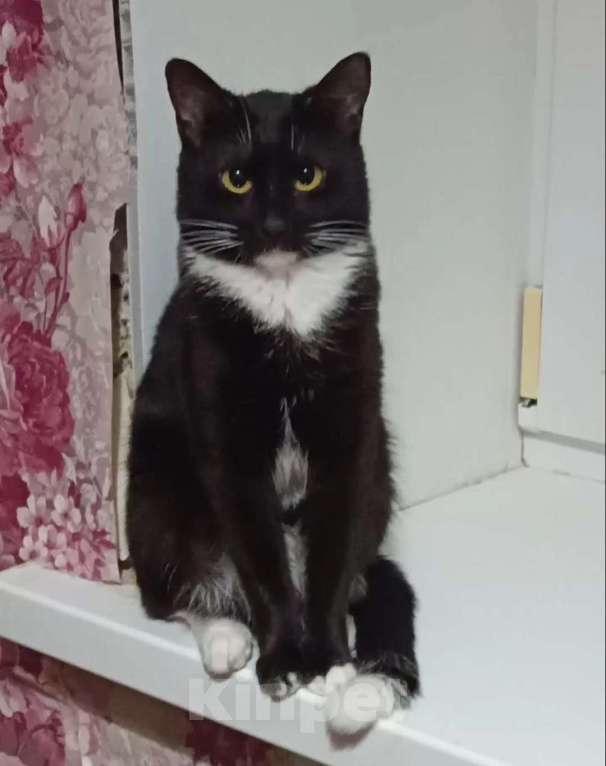 Кошки в Самаре: Кошка в добрые руки Девочка, Бесплатно - фото 2