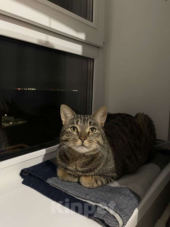 Кошки в других городах Калужской области: Пропал кот Мальчик, 50 000 руб. - фото 2