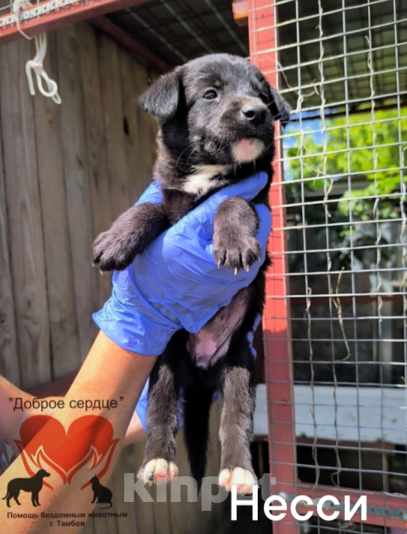 Собаки в Тамбове: Несси Девочка, Бесплатно - фото 2