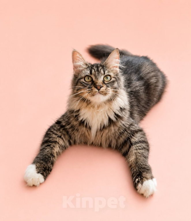 Кошки в Москве: Кошечка Лаванда ищет дом! Девочка, Бесплатно - фото 3