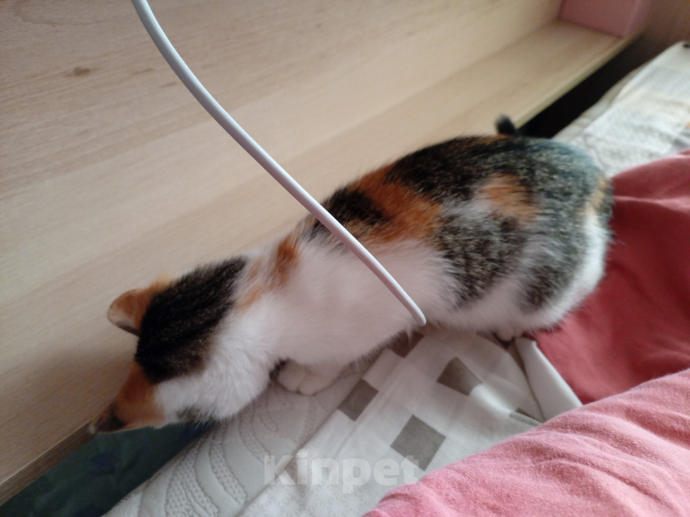 Кошки в Волгограде: Котенок в добрые руки Девочка, Бесплатно - фото 3