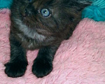 Кошки в Москве: Шотландские котята хайленд Мальчик, 5 000 руб. - фото 10