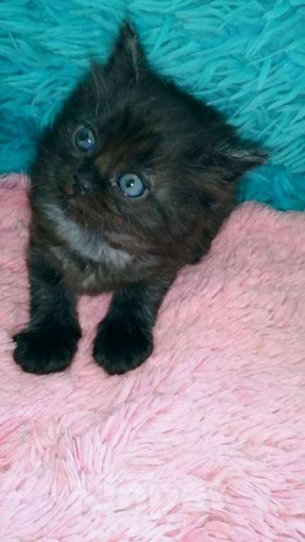 Кошки в Москве: Шотландские котята хайленд Мальчик, 5 000 руб. - фото 10