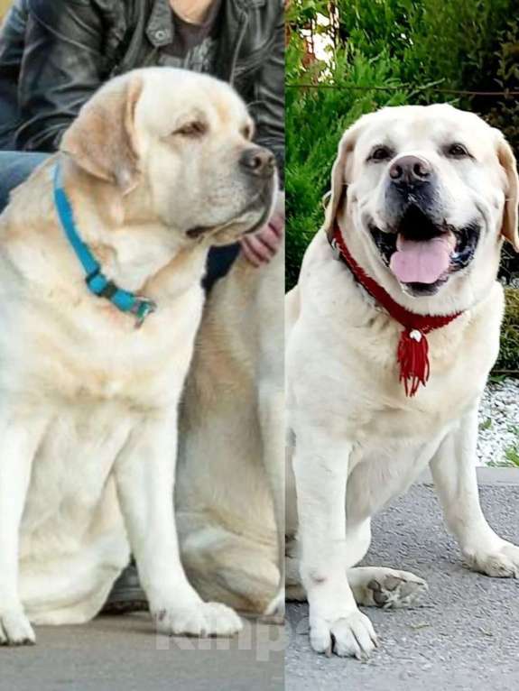 Собаки в других городах Московской области: Лабрадор ретривер Мальчик, 50 000 руб. - фото 9