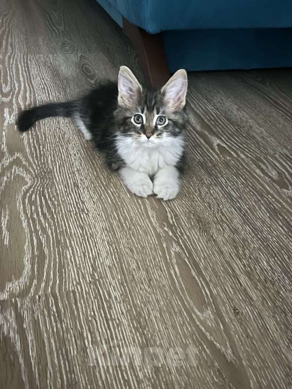 Кошки в Екатеринбурге: Продам чистокровного котенка Мейн-кун  Мальчик, 13 000 руб. - фото 2