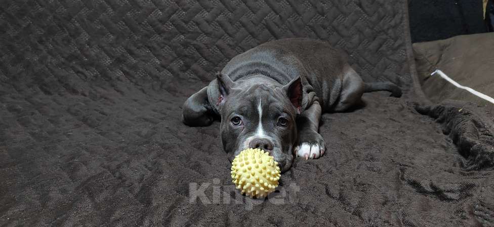 Собаки в Оренбурге: Американский булли щенки в типе покет Разнополые, Бесплатно - фото 8