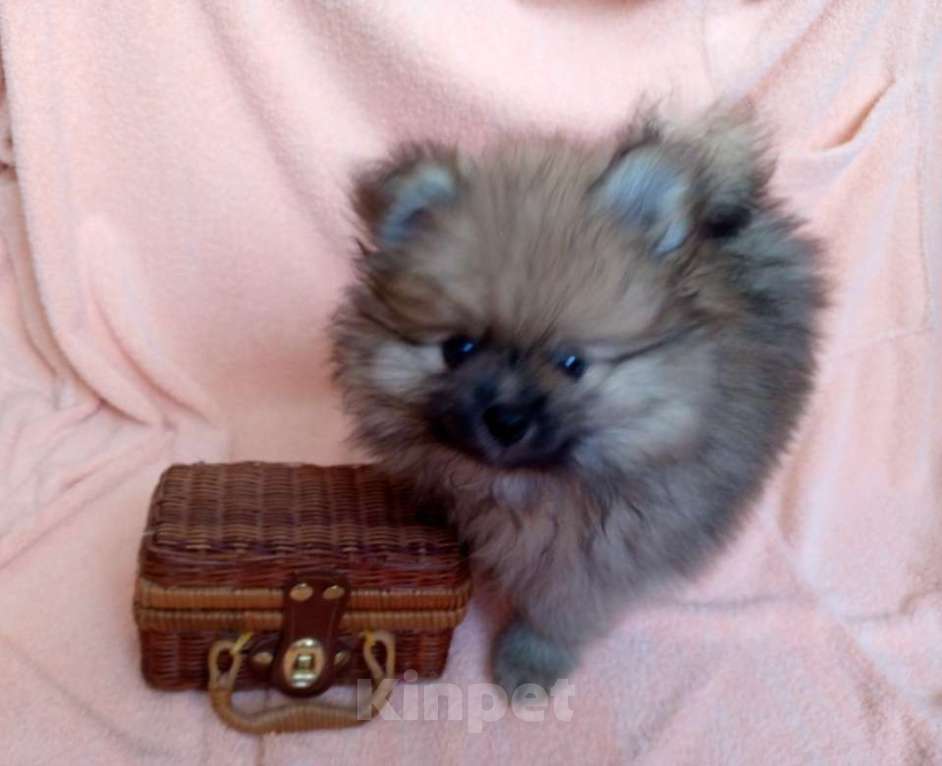 Собаки в Москве: Немецкий/померанский малый шпиц Мальчик, Бесплатно - фото 3