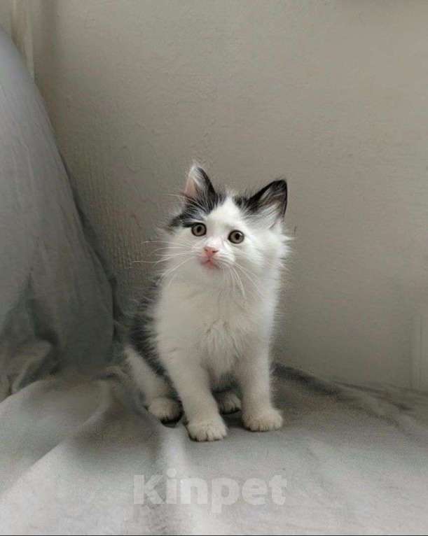 Кошки в Москве: Котенок Зоя в добрые руки  Девочка, Бесплатно - фото 2