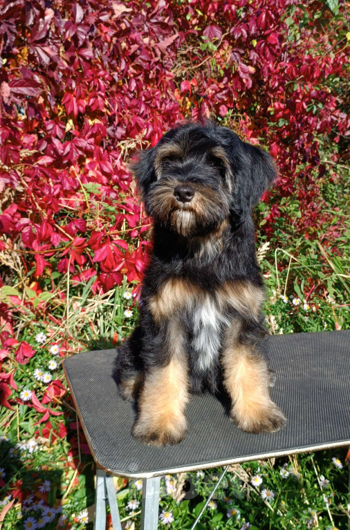 Собаки в Москве: Тибетский терьер щенок Мальчик, 75 000 руб. - фото 4