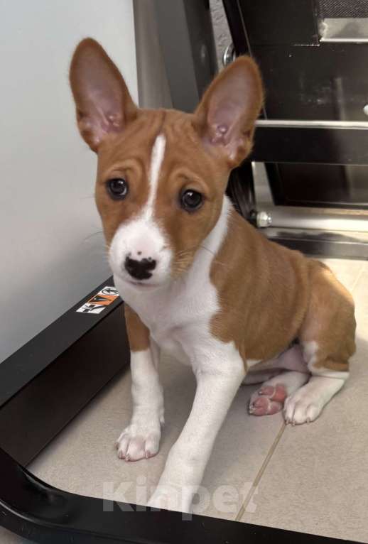 Собаки в Котласе: Щенки Басенджи Разнополые, 50 000 руб. - фото 3