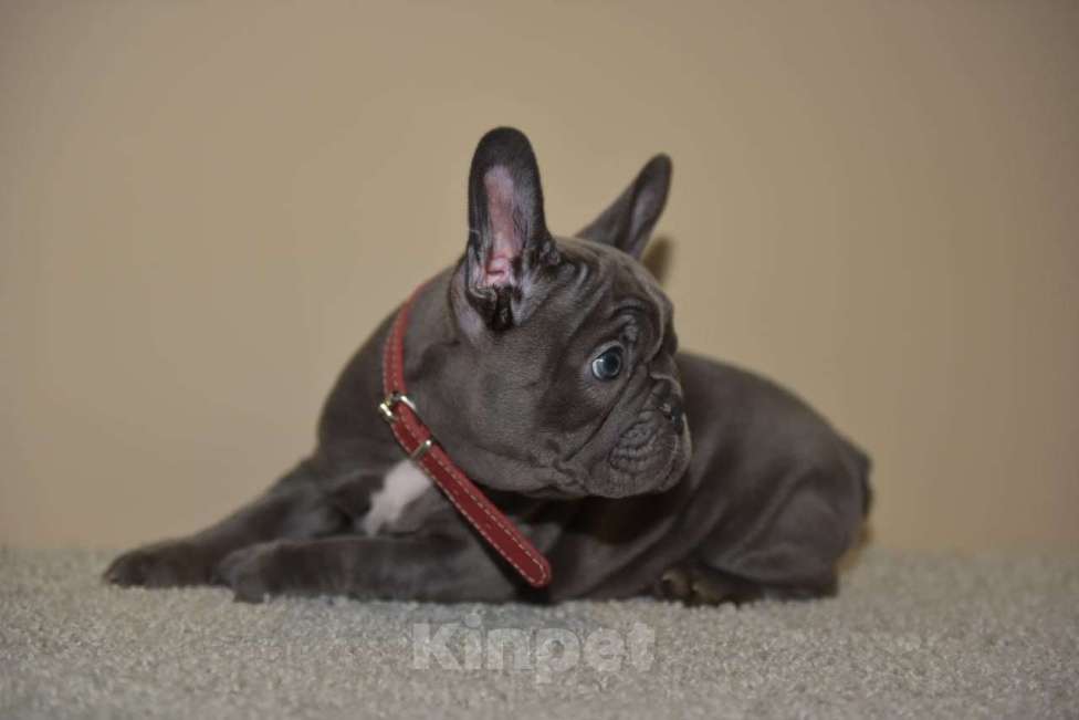 Собаки в Москве: Девочка голубая Девочка, 75 000 руб. - фото 6