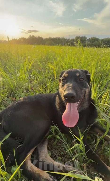 Собаки в других городах Московской области: СРОЧНО! ПОМОГИТЕ МАЛЫШУ! Мальчик, Бесплатно - фото 8