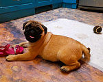 Собаки в Раменском: Мопс-абрикос 3 месяца Мальчик, 40 000 руб. - фото 4