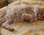 Кошки в Москве: Вязка с котом мейн-кун, 5 000 руб. - фото 8