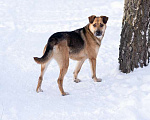 Собаки в Москве: Бедный Оливер дважды вернулся в приют Мальчик, Бесплатно - фото 4
