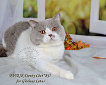 Кошки в Санкт-Петербурге: Ласковый контактный котик окраса лиловый биколор, 10 000 руб. - фото 4