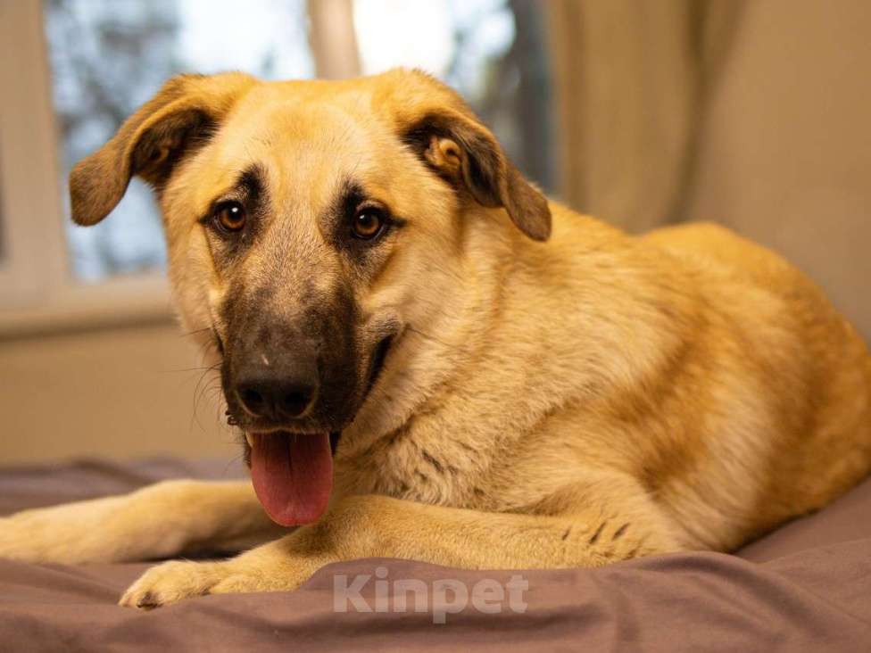 Собаки в Москве: Щенок в добрые руки Мальчик, Бесплатно - фото 6