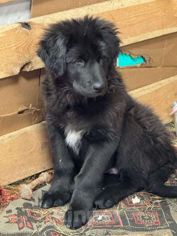 Собаки в Всеволожске: Ждут своих мам и пап Мальчик, Бесплатно - фото 2