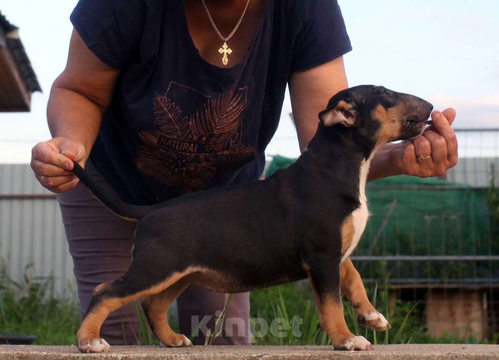 Собаки в Всеволожске: ММ МОККАЧИНА ШОКОЛАДНЫЙ ЛАТТЕ Девочка, Бесплатно - фото 5