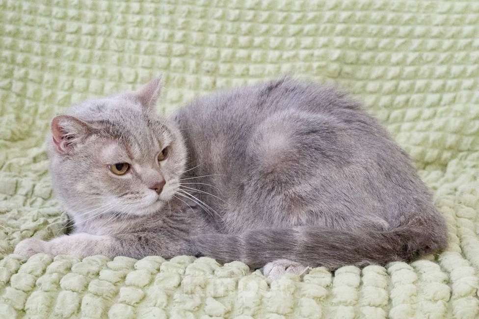 Кошки в Москве: Британский котик Веня ищет дом, в добрые руки  Мальчик, Бесплатно - фото 6