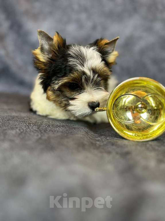 Собаки в Вологде: Очень милый щенок бивер терьера Тайлер (Тай). Перспективный для выставок и разведения.   Мальчик, 90 000 руб. - фото 2