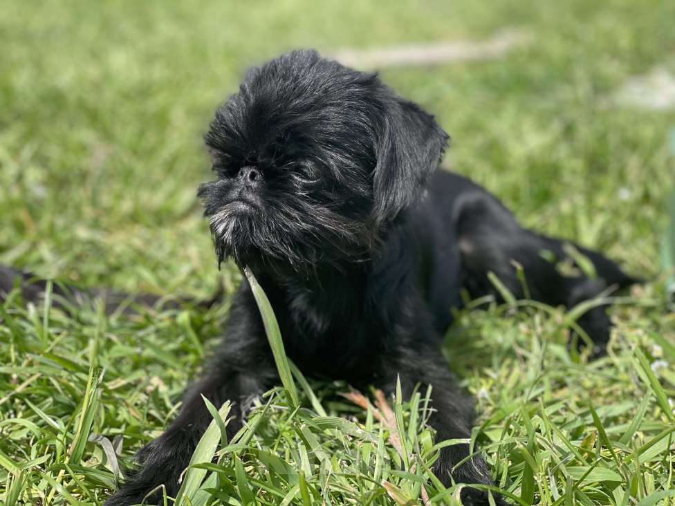 Собаки в Краснодаре: Щенок бельгийского гриффона Девочка, 40 000 руб. - фото 7