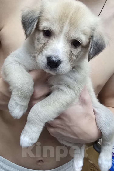 Собаки в Семилуках: Отдам в добрые руки  Девочка, 1 000 руб. - фото 2