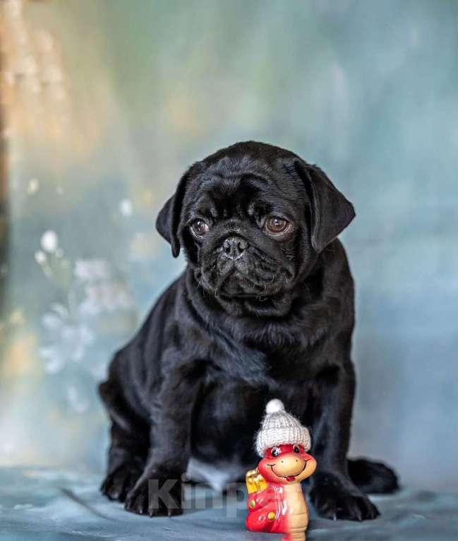 Собаки в Москве: Щенки мопса черного окраса Мальчик, Бесплатно - фото 2