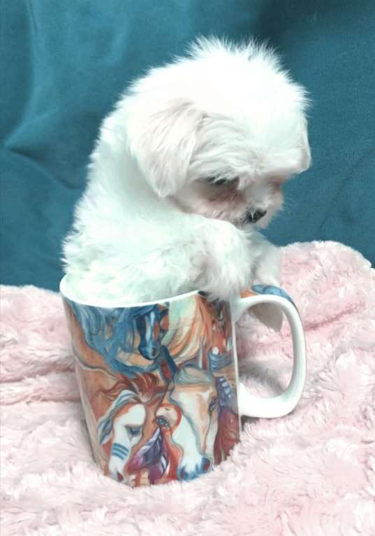 Собаки в Москве: Щенки мальтезе Мальчик, 45 000 руб. - фото 3