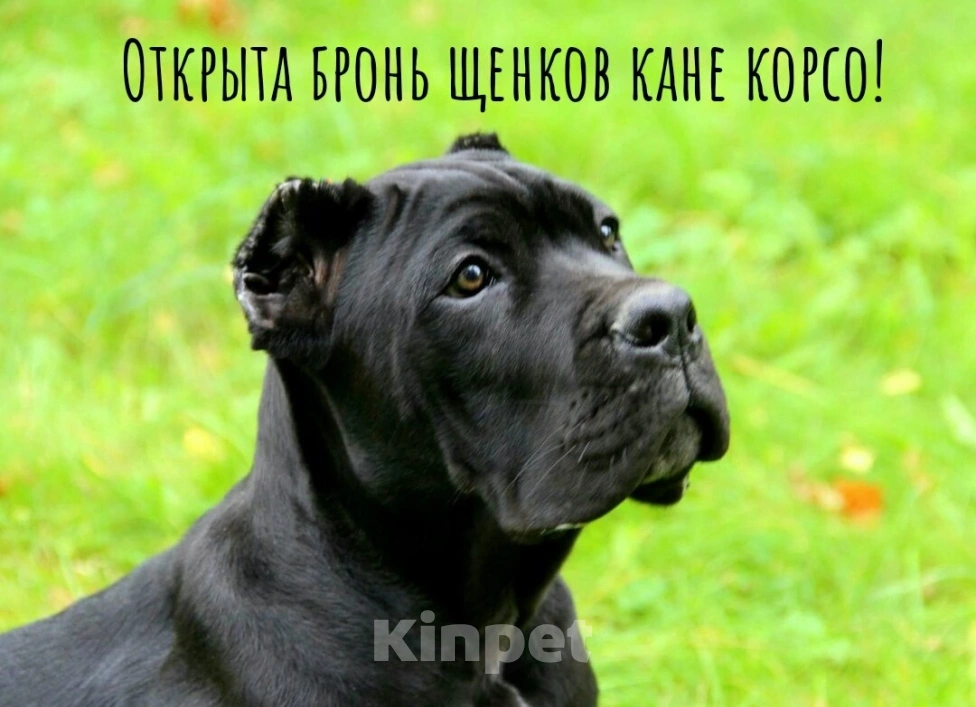 Собаки в Таганроге: Щенки кане корсо Мальчик, 50 000 руб. - фото 1