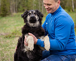 Собаки в Москве: В добрые руки Мальчик, Бесплатно - фото 5