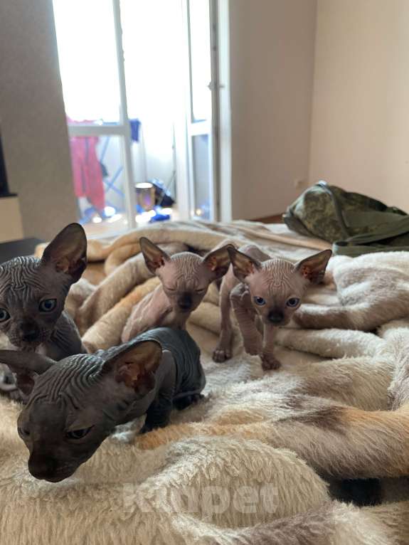 Кошки в Белгороде: Кошечка 2 Девочка, 9 000 руб. - фото 2