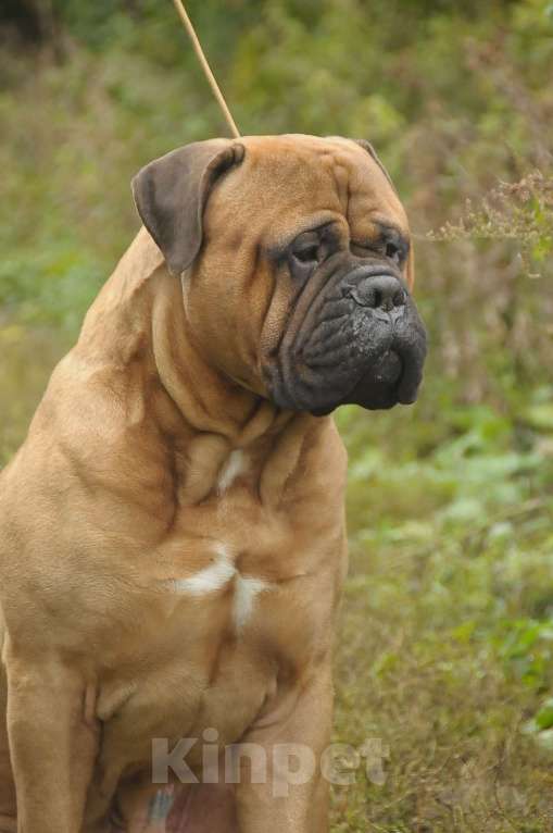 Собаки в Новосибирске: БУЛЬМАСТИФ, щенки, вязки,консультации, питомник Мальчик, 5 000 руб. - фото 2