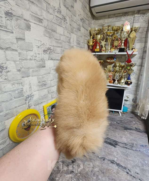 Собаки в Москве: Эффектная девочка померансекого шпица РКФ Девочка, Бесплатно - фото 2