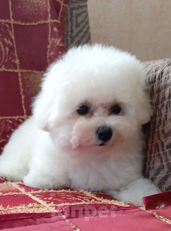 Собаки в Казани: Девочка в разведение Девочка, Бесплатно - фото 3