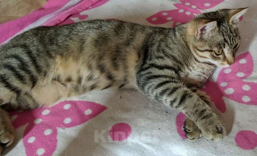 Кошки в Москве: Полосатик в дар Мальчик, Бесплатно - фото 3