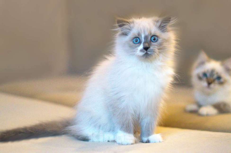 Кошки в Санкт-Петербурге: невский маскарадный котенок Девочка, Бесплатно - фото 2