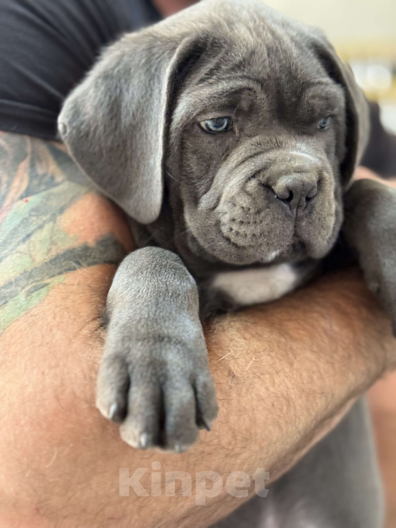 Собаки в Таганроге: Щенки породы кане-корсо Девочка, Бесплатно - фото 5