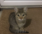 Кошки в Сочи: Обаятельные кошечка и котик Девочка, 10 руб. - фото 7