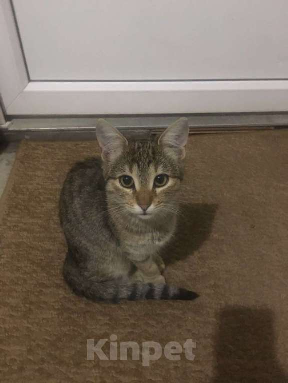 Кошки в Сочи: Обаятельные кошечка и котик Девочка, 10 руб. - фото 7