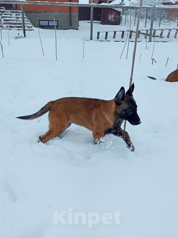 Собаки в Пятигорске: Бельгийская овчарка Малинуа Разнополые, 20 000 руб. - фото 1