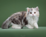 Кошки в Москве: Котенок шотладский длинношерстный страйт Девочка, 50 000 руб. - фото 3