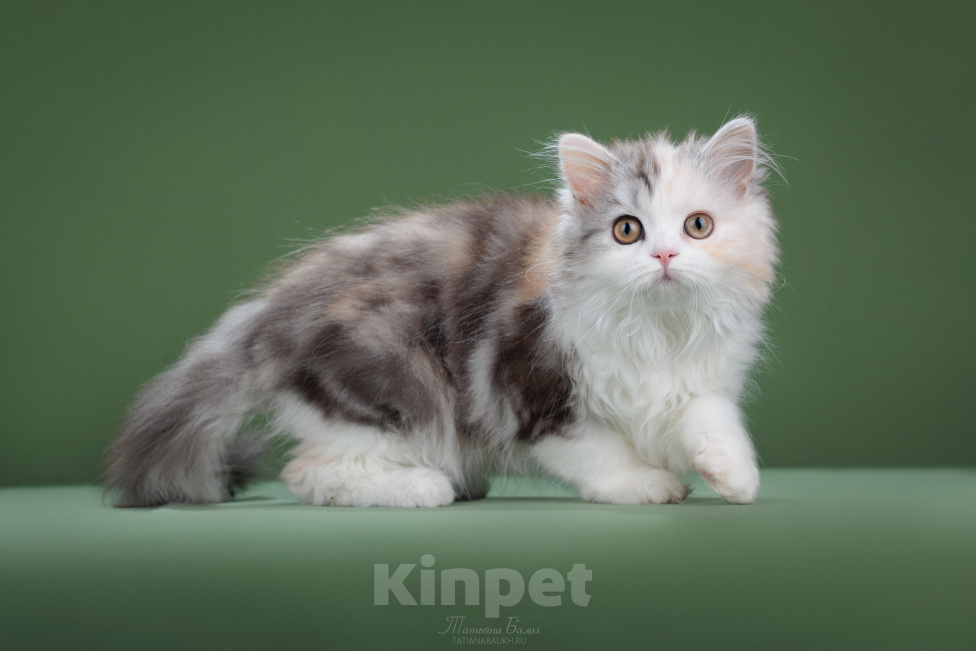 Кошки в Москве: Котенок шотладский длинношерстный страйт Девочка, 50 000 руб. - фото 3