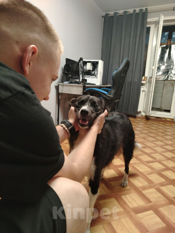 Собаки в Воронеже: Собака в добрые руки Девочка, Бесплатно - фото 3