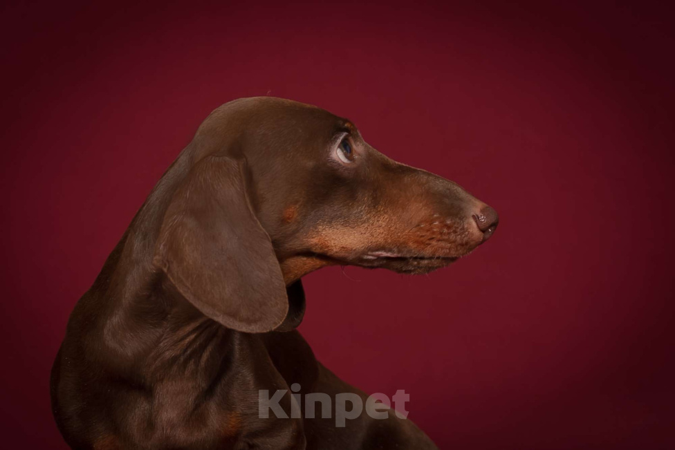 Собаки в Москве: Кобель кроличий коричнево-подпалый Мальчик, 25 000 руб. - фото 7