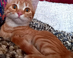 Кошки в Евпатории: Ярко-рыжая молодая кошечка Алиса в добрые руки Девочка, 1 руб. - фото 1