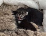 Кошки в Бердске: Котенок девочка Девочка, Бесплатно - фото 1