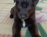 Собаки в других городах Краснодарского края: Продам щенков немецкой овчарки Девочка, 17 000 руб. - фото 3