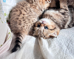 Кошки в других городах Московской области: Котенок Девочка, 25 000 руб. - фото 4